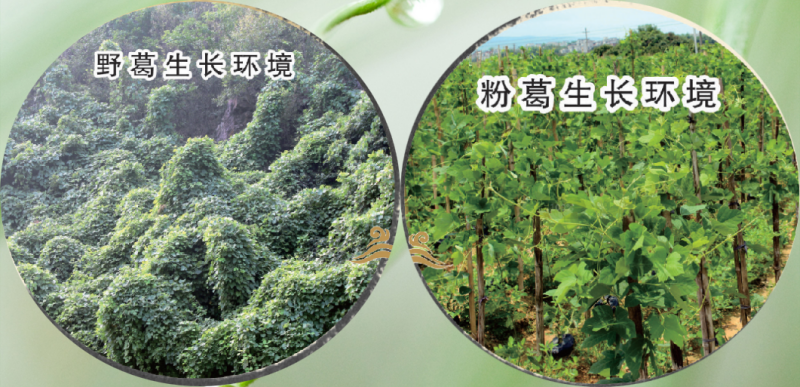 1756278013870771.png 葛根的生長環(huán)境.png