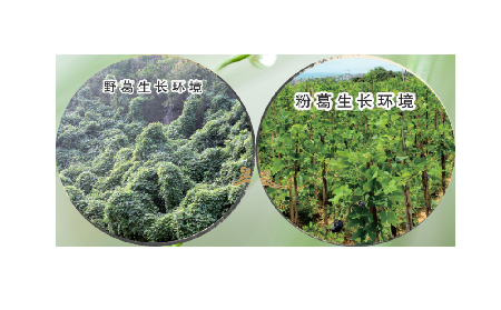 高學歷養(yǎng)生黨親測：這款雙有機野生葛根粉，憑什么成日常優(yōu)選？?