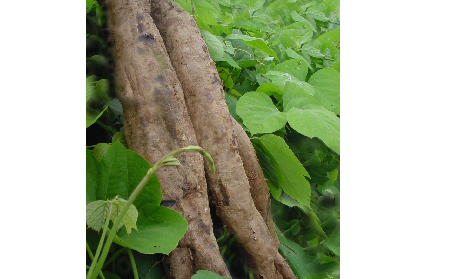 長期吃葛粉是養(yǎng)生還是傷身？科學(xué)解讀它的三大益處，讓你吃得更明白！