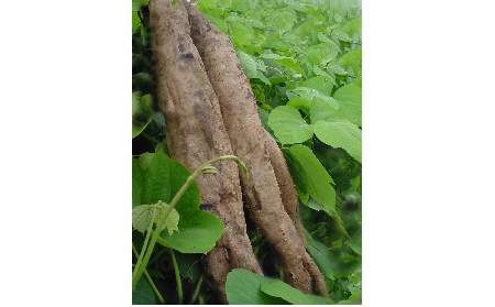 正宗的野生葛根粉，本質(zhì)是淀粉嗎？探秘千年本草中的自然饋贈(zèng)