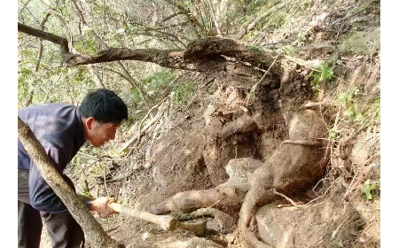 藏在隨州深山里的自然饋禮：二月風(fēng)有機(jī)野生葛根粉，守護(hù)孩子純粹成長