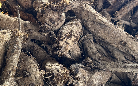 二月風(fēng)有機野生葛根粉：喚醒東方食材的時令智慧