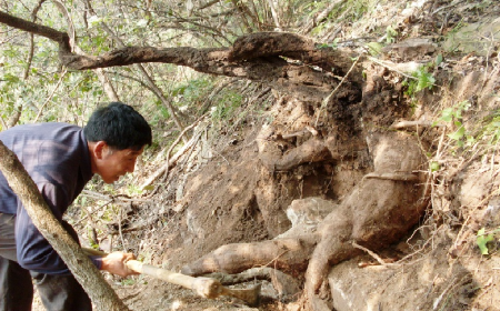 深山藏珍，二月風(fēng)正在大量收購寒冬野生葛根